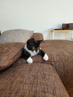 �ɂ�񂱂����