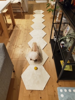 ���b�J�N�J�[�y�b�g