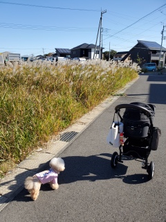 �P����J�[