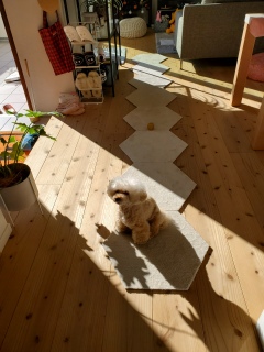 �J�[�y�b�g