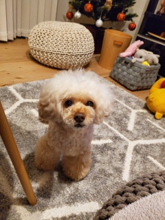 �C�^�Y���P����