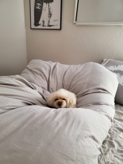 ���₷�݂Ȃ���