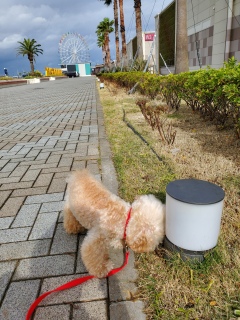 �����̃K���R�����