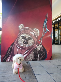 �X�^�[�E�H�[�Y