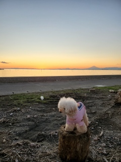 �[���̂��U����