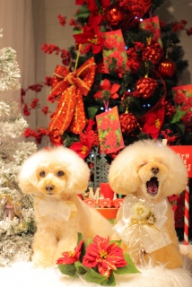 �g���~���O�f�B