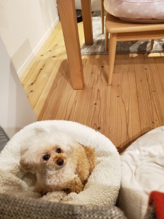 ���₷�݂Ȃ���