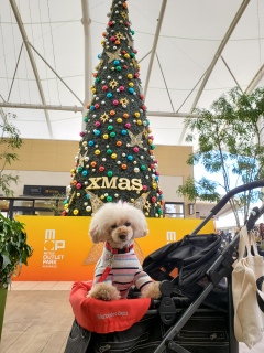 �����͍ŋ��R�~�R�~