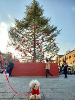 �c���[�̓_���܂�