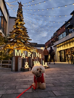 ����ł����́A�I���