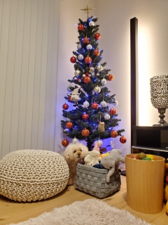 �N���X�}�X