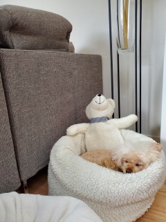 �c���f��GIRL