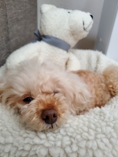 ���N�Ō�̃W����