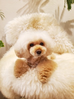 ���킢�q�����