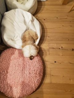 �x�b�h2�g�����P�l