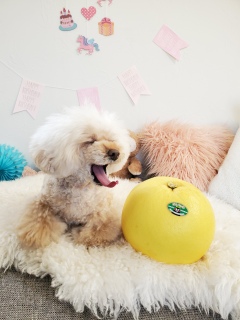ȉʕ