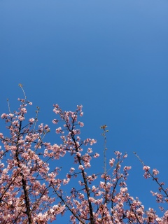 \CVm