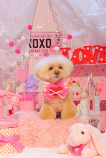 ���X����P����