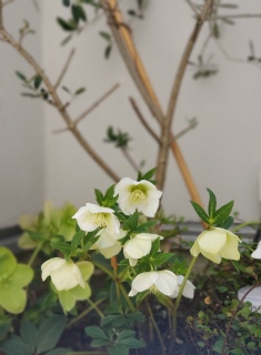 3.11