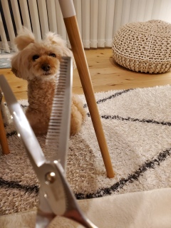 �������ڂ̉�