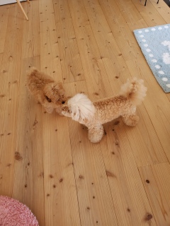 �`�������W���[