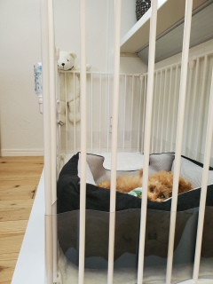 ������̕���