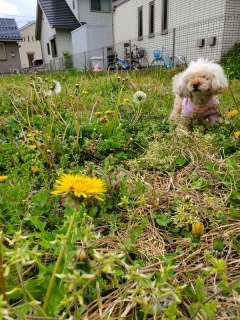 �����̕P����