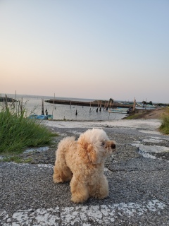 �[���̂��U��