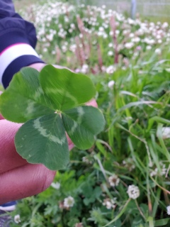 �l�t�̃N���[�o�[