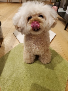 �݂�Ȃ̃����R���I