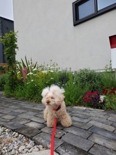 ���ߏ��U��