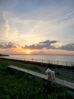 �[���̂��U����