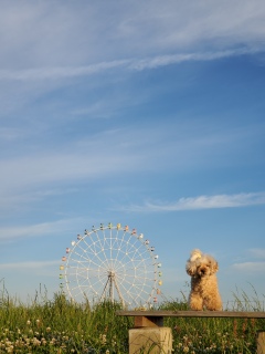 ���U�����̂��B