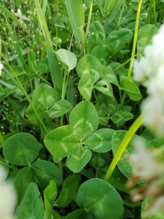 �����������ɖ���ɂ�