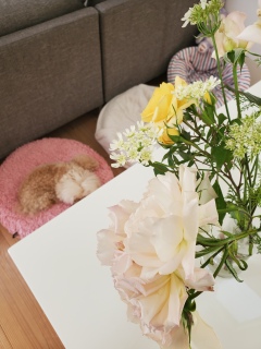 ���͂悤�������܂�