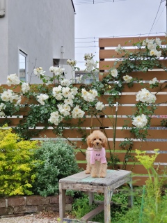 KAORIes GARDENɂ