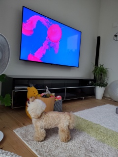 �k���s�[�v�[