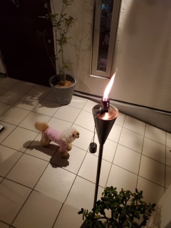 �g�[�`
