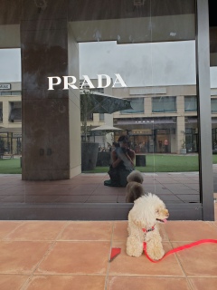 PRADA