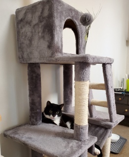 ���킢�q�����