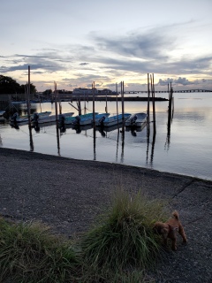 �e�f�B�����