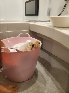 �P����V�����v�[