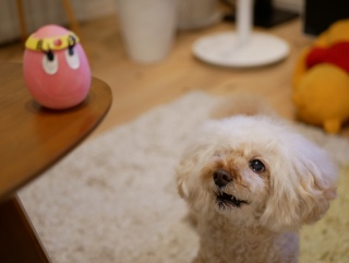 �����̕P����