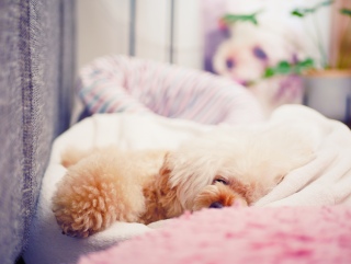 �����̕P����