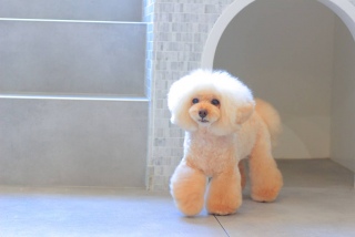 �g���~���O