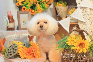 �Ђ܂��ł��B