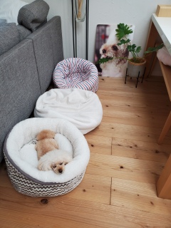 �V�����̍D��