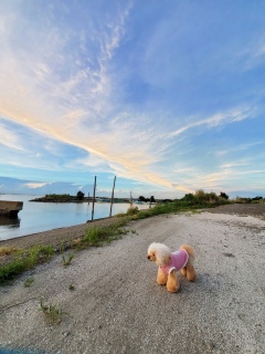 ���U����