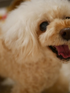 LUMIX