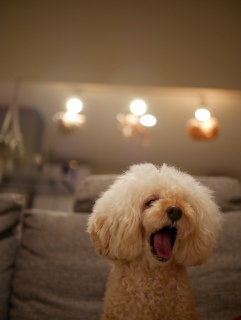 ���T�������l�B